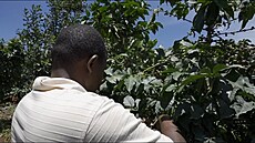 Dlouhodobá sucha likvidují produkci nejkvalitn�j�í kávy