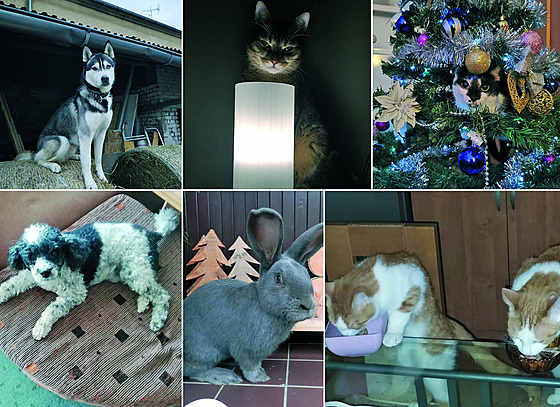 První t�i nejroztomilej�í mazlí�ci prosince získávají kvalitní ko�i�í krmivo.