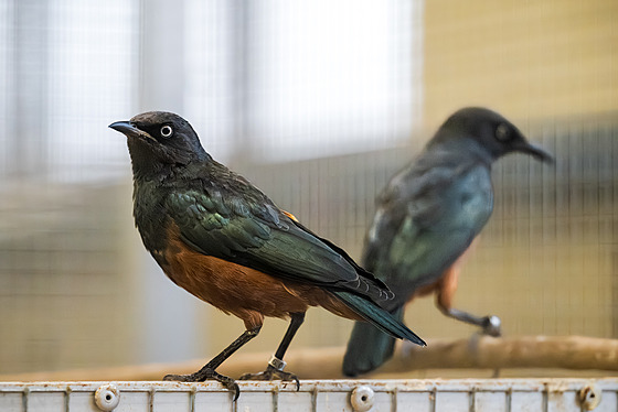 V zázemí lé�i na padesát leskoptví upytla�ených v Africe.