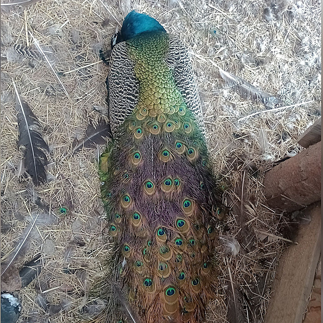 Uhynulý páv Vilém