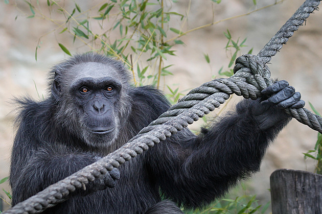 Silvestrovský hluk pipravil impanze z královédvorské zoo o ivot.