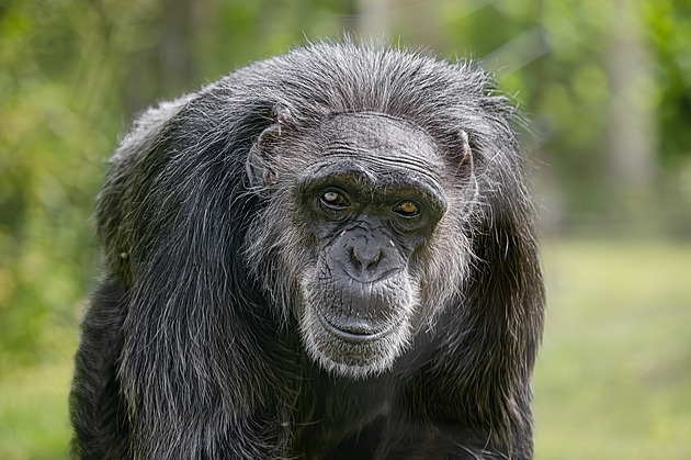 Zoo v mrazáku. Uhynulému šimpanzovi z Dvora vzali spermie, může mít potomky