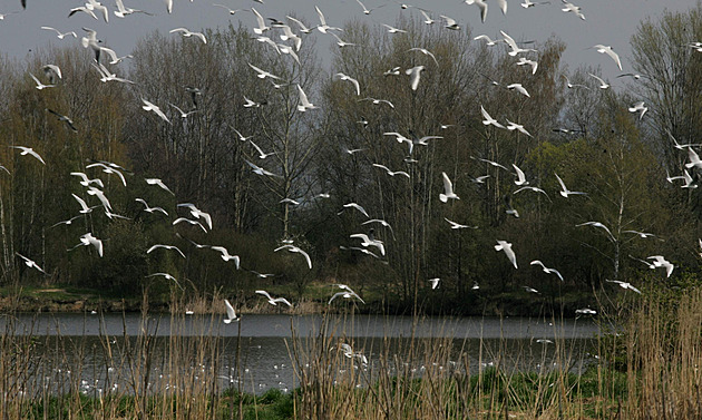 Podobný pohled na hejna rack je na Chomoutovském jezee u Olomouce u...