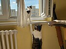 Doma dl Jiince spolenost kocour Rony.