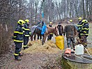 Kobyla spadla ve Velk Polomi na zamrzlm svahu, na nohy j pomohli hasii se...