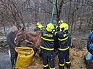Kobyla spadla ve Velk Polomi na zamrzlm svahu, na nohy j pomohli hasii se...