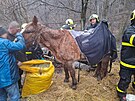 Kobyla spadla ve Velk Polomi na zamrzlm svahu, na nohy j pomohli hasii se...