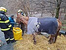 Kobyla spadla ve Velk Polomi na zamrzlm svahu, na nohy j pomohli hasii se...