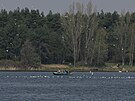 Podobn pohled na hejna rack je na Chomoutovskm jezee u Olomouce u...