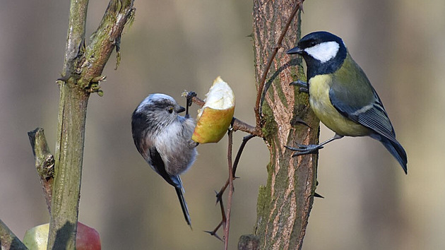 Mlyna��k dlouohocas� a s�kora ko�adra hoduj�c� na kousc�ch jablka.