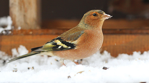 Samec p�nkavy obecn� u krm�tka 