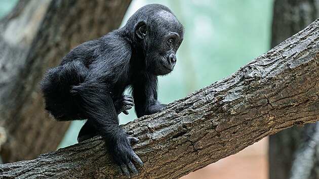 Mobi a jej� trendy ��es podle m�my Duni