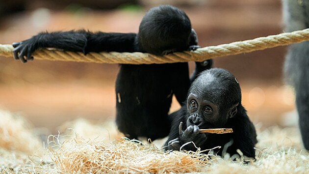 V pavilonu se dv�ma goril�mi batolaty vl�dne v�t�inou pohoda. Duni (vpravo dole) je o n�co v�t��, ne� mlad�� Gaia.