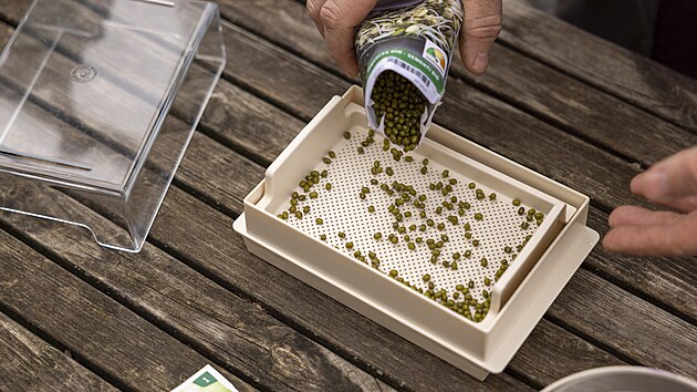 Skv�l� je, vyp�stovat si v�honky fazole mungo. Pravd�podobn� jedin� fazole, kter� za syrova nen� jedovat�. V p��pad� t�to p�stebn� n�doby jednodu�e d�te na spodn� ��st s vodou praktickou m��ku, na tu rozlo��te such� nebo p�edkl��en� fazole �i jin� sem�nka.  