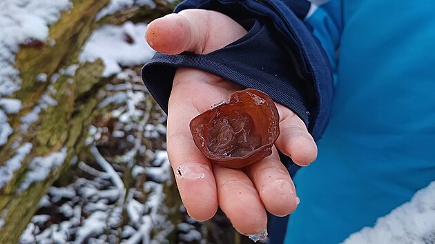 Boltcovitka neboli ucho Jidovo se vborn hod do asijsk kuchyn. M kupovanou texturu a ne pli vraznou chu.