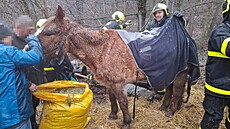 Kobyla spadla ve Velké Polomi na zamrzlém svahu, na nohy jí pomohli hasii se...