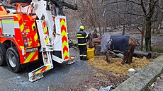 Kobyla spadla ve Velké Polomi na zamrzlém svahu, na nohy jí pomohli hasii se...