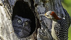 N�které upomínají na scénky z lidského �ivota. Mnohé vyzývají k tomu, abychom...