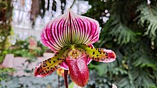 Jiho�eské muzeum zve do tropického ráje plného orchidejí