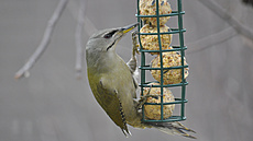 Samice z&#780;luny s&#780;edé na krmítku s lojovými koulemi