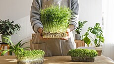 Vlastní minizelináství vybudujete i doma za oknem. Staí semínka a odhodlání.