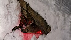 Ob�í oh�ostroj v národní p�írodní rezervaci Prad�d vyd�sil i psa jednoho z...