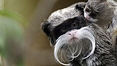 Mlád tamarína pestrého (saguinus bicolor) a jeho matka