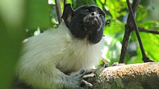 Tamarín pestrý (saguinus bicolor)