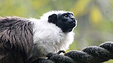 Tamarín pestrý (saguinus bicolor)