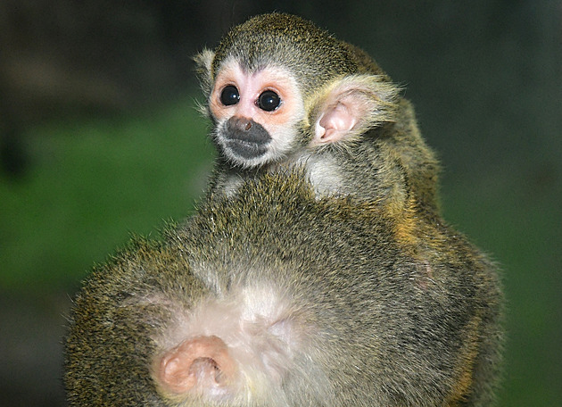 Opií mlád kotula se stalo prvním narozeným zvíetem roku 2025 v Olomouci.