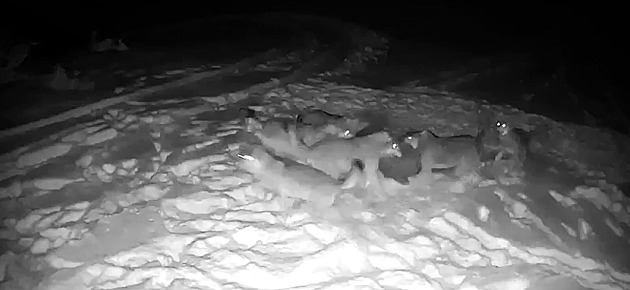 Video vlí smeky útoící na stádo divokých prasat vyvolalo na dársku paniku....