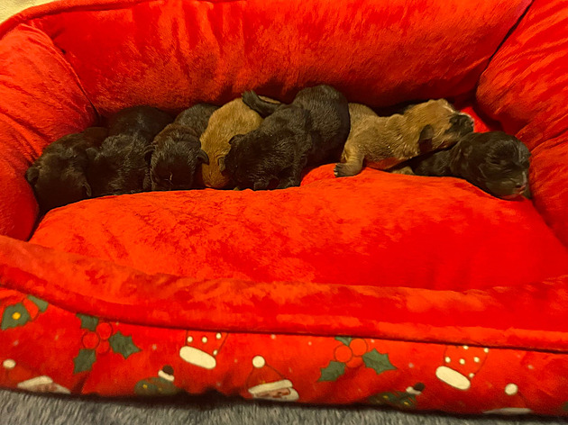 �t��ata, které odlo�il neznámý pachatel venku v krabici od bot, nep�e�ila.