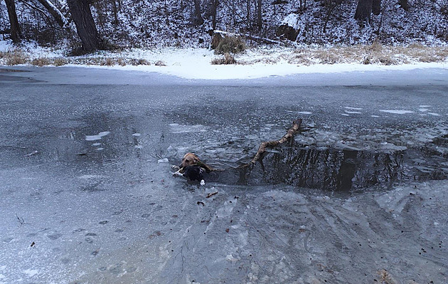 Hasii zachránili dva psy, kteí se propadli ledem do eky Oslavy poblí...