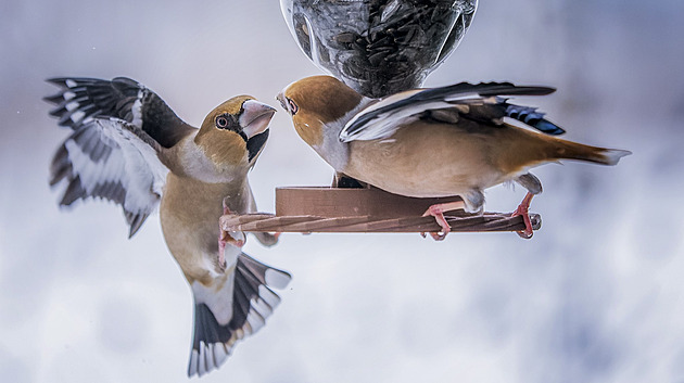 Jaro dorazí do kraje jen na pár dnů, ptáci ho už ale vítají zpěvem