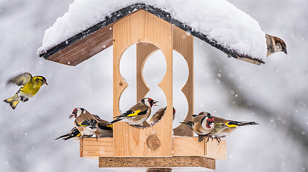 Co nedávat do krmítka pro ptáky. I špatná lojová koule může uškodit