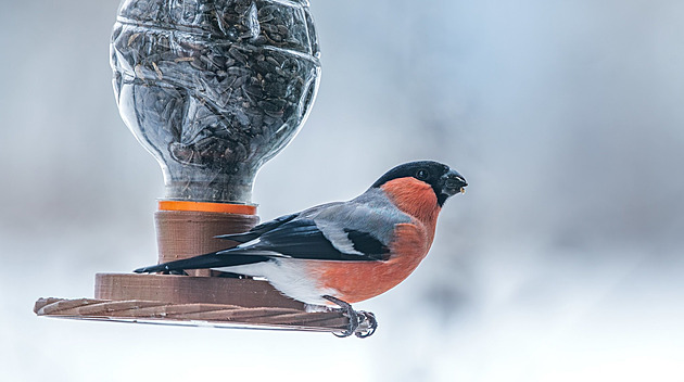 Vtina ptactva, stejn jako teba hýl obecný (na snímku), uvítá v krmítku...
