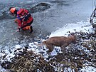 Hasii zachrnili dva psy, kte se propadli ledem do eky Oslavy pobl...