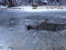 Hasii zachrnili dva psy, kte se propadli ledem do eky Oslavy pobl...