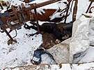 Mrtv tele na statku v ichalov na Karlovarsku