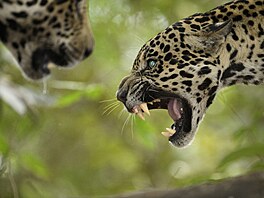 Dramatické snímky z brazilské oblasti Pantanal pi pokusu o páení jaguár...