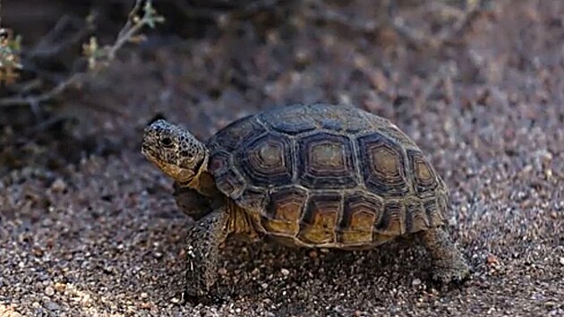 �elva pou�tn� je druh �elv p�vodem z Mohavsk�ch a Sonorsk�ch pou�t� na jihoz�pad� Spojen�ch st�t�.