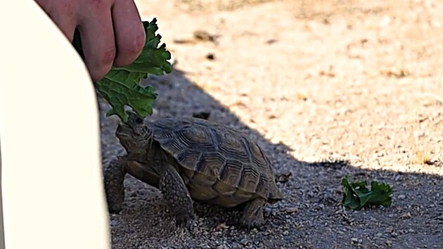 Mari��ci �elvy pravideln� krm�.