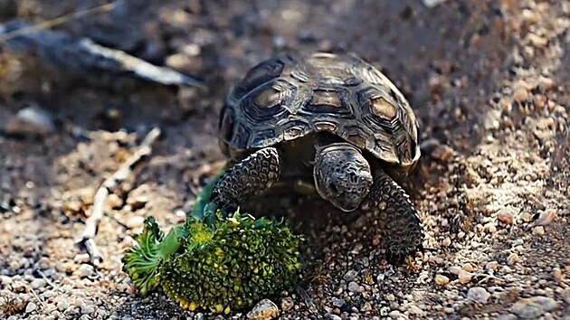 �elvy vytv��ej� v pou�ti nory, kter� vyu��vaj� i jin� zv��ata jako �kryt, a ve sv�ch v�kalech rozptyluj� semena dom�c�ch rostlin.