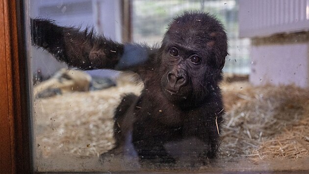 V p�epravn�m boxu v letadle tureck� spole�nosti Turkish Airlines objevili goril� ml�d�. Nyn� je Zeytin (Oliva) v istanbulsk� zoo. (12. ledna 2025)