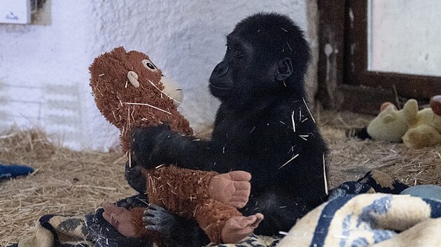 V p�epravn�m boxu v letadle tureck� spole�nosti Turkish Airlines objevili goril� ml�d�. Nyn� je Zeytin (Oliva) v istanbulsk� zoo. (12. ledna 2025)