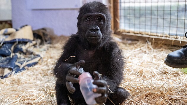 V p�epravn�m boxu v letadle tureck� spole�nosti Turkish Airlines objevili goril� ml�d�. Nyn� je Zeytin (Oliva) v istanbulsk� zoo. (12. ledna 2025)