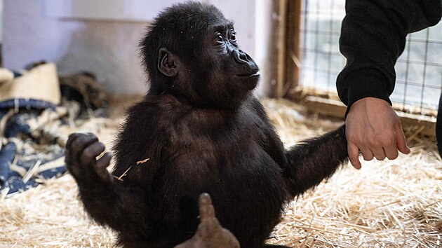 V p�epravn�m boxu v letadle tureck� spole�nosti Turkish Airlines objevili goril� ml�d�. Nyn� je Zeytin (Oliva) v istanbulsk� zoo. (12. ledna 2025)