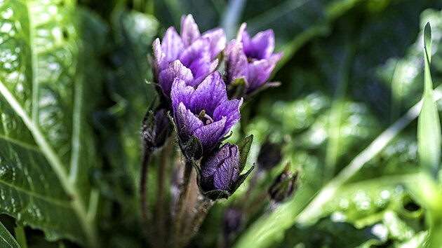 Kv�ty mandragory podzimn�, s n� se m��ete setkat t�eba na dovolen� v It�lii �i ve �pan�lsku.