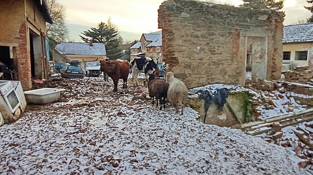 Zbdaen zvata na statku v ichalov na Karlovarsku. Ppad u e policie a veterini.