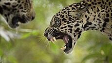 Dramatické snímky z brazilské oblasti Pantanal p�i pokusu o pá�ení jaguár�...